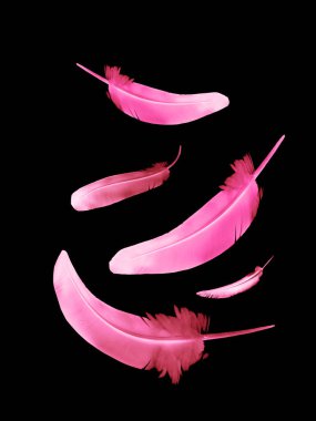 Siyah arkaplanda izole edilmiş güzel renk tüyleri