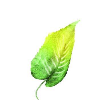 Beyaz arkaplanda suluboya yaprağı