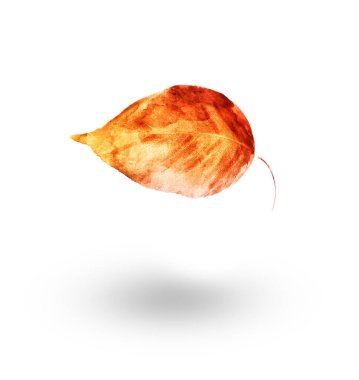 Beyaz arkaplanda suluboya yaprağı