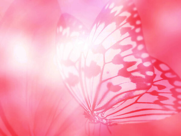 Естественный фон с натуральной бабочкой