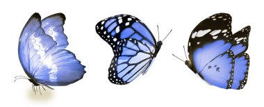 Beyaz arka planda izole edilmiş renkli kelebekler.