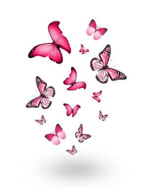 Uçan kelebek sürüsü beyazlar üzerinde izole edilmiş.