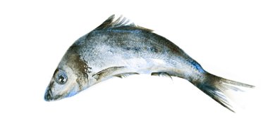 Beyaz arkaplanda suluboya balık