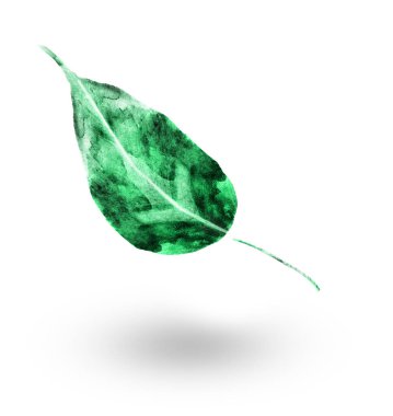 Beyaz arkaplanda suluboya yaprağı