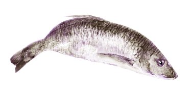 Beyaz arkaplanda suluboya balık