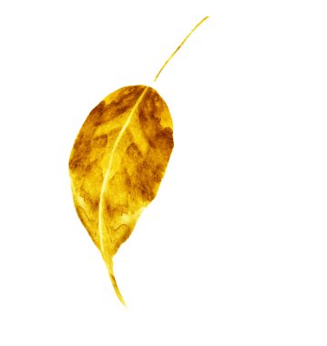 Beyaz arkaplanda suluboya yaprağı