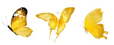 Beyaz arka planda üç suluboya kelebek.