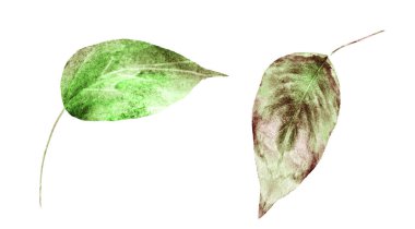 Beyaz arka planda suluboya yapraklar. Ayarla