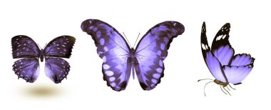 Beyaz arka planda izole edilmiş renkli kelebekler.