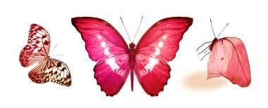 Beyaz arka planda izole edilmiş renkli kelebekler.