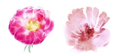 Suluboya çiçekleri, beyaz arkaplanda izole