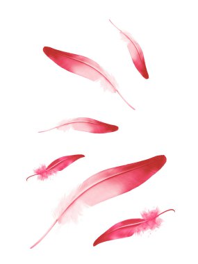 Beyaz arkaplanda izole edilmiş güzel renk tüyleri