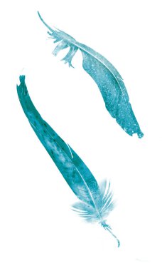 Suluboya tüyleri, beyaz arkaplanda izole