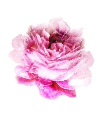 Suluboya çiçeği, beyaz arkaplanda izole