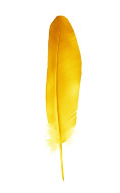 Beyaz arkaplanda izole edilmiş güzel renk tüyü