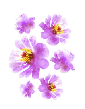 Grup olarak suluboya çiçekler, beyaz arkaplanda izole