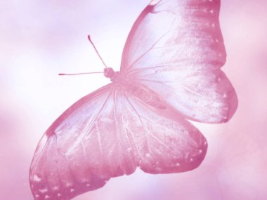 Doğal arkaplan ve doğal kelebek