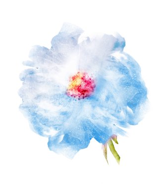Suluboya çiçeği, beyaz arkaplanda izole