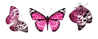 Beyaz arka planda izole edilmiş renkli kelebekler.