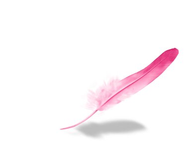 Beyaz arkaplanda izole edilmiş güzel renk tüyü