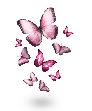 Uçan kelebek sürüsü beyazlar üzerinde izole edilmiş.