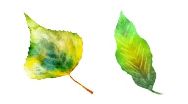 Beyaz arka planda suluboya yapraklar. Ayarla