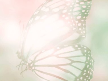 Doğal arkaplan ve doğal kelebek