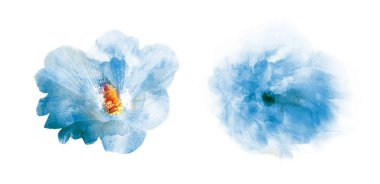 Suluboya çiçekleri, beyaz arkaplanda izole