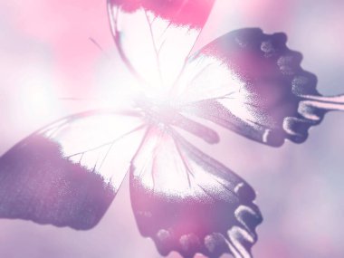 Doğal arkaplan ve doğal kelebek