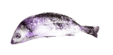 Beyaz arkaplanda suluboya balık