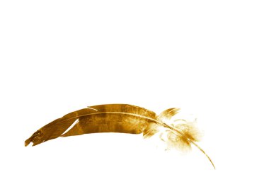 Suluboya tüyleri, beyaz arkaplanda izole