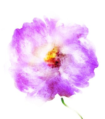 Suluboya çiçeği, beyaz arkaplanda izole