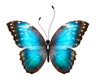 Beyaz arkaplanda izole edilmiş renkli Morpho kelebeği.