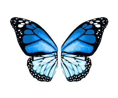 Beyaz arka planda izole edilmiş renkli kelebek kanatları.