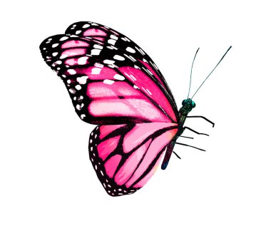 Beyaz arka planda izole edilmiş renkli kral kelebeği.