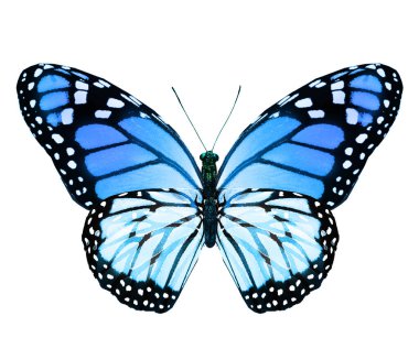 Beyaz arka planda izole edilmiş renkli kral kelebeği.