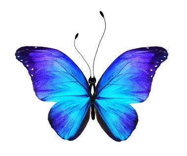 Beyaz arkaplanda izole edilmiş renkli Morpho kelebeği.