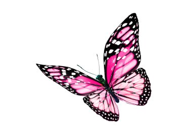 Beyaz arka planda izole edilmiş renkli kral kelebeği.