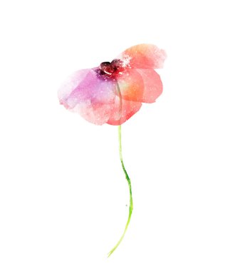 Beyaz arkaplanda izole edilmiş suluboya çiçeği