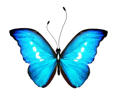Beyaz arkaplanda izole edilmiş renkli Morpho kelebeği.