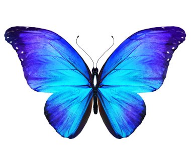 Beyaz arkaplanda izole edilmiş renkli Morpho kelebeği.