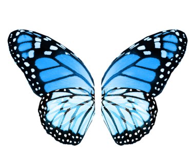 Beyaz arka planda izole edilmiş renkli kelebek kanatları.