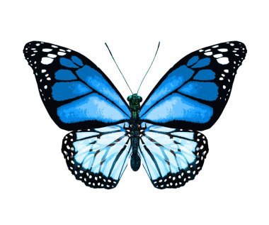 Beyaz arka planda izole edilmiş renkli kral kelebeği.