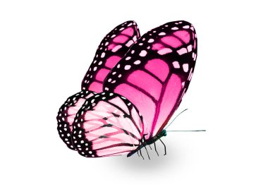 Beyaz arka planda izole edilmiş renkli kral kelebeği.