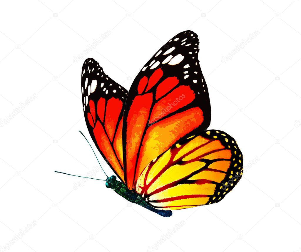 Color monarch butterfly , isolated on the white background