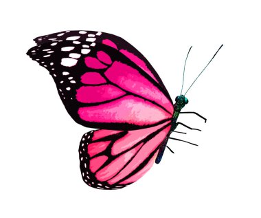 Beyaz arka planda izole edilmiş renkli kral kelebeği.