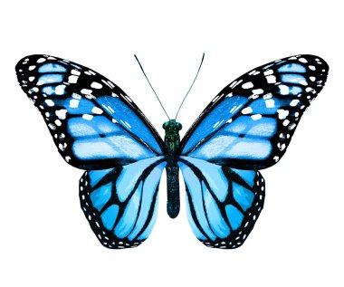 Beyaz arka planda izole edilmiş renkli kral kelebeği.