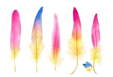 Beyaz arka planda izole edilmiş, küçük kelebekli kuş tüyleri koleksiyonu. Ayarla