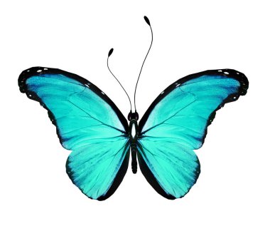 Beyaz arkaplanda izole edilmiş renkli Morpho kelebeği.