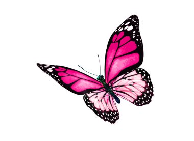 Beyaz arka planda izole edilmiş renkli kral kelebeği.